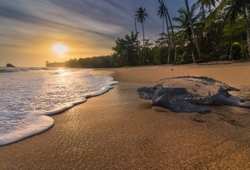 Visit to Blanchisseuse by a leatherback