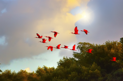 scarlet ibis in Trinidad