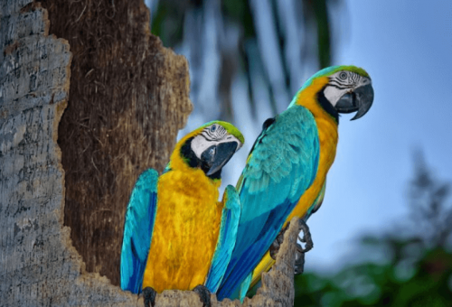 Blue and yellow macaws in Trinidad