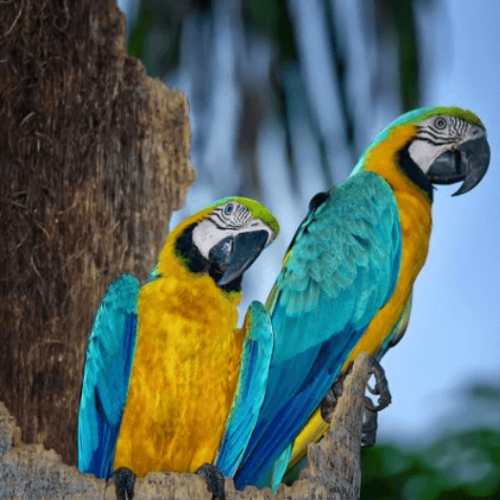 Blue and yellow macaws in Trinidad