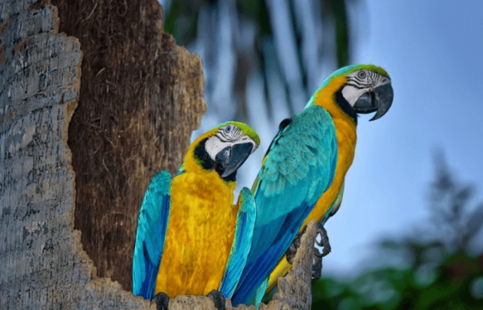 Blue and yellow macaws in Trinidad Blue and yellow macaws in Trinidad