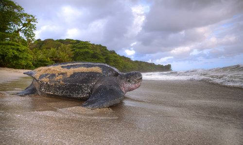 Leatherback Turtle Watching in Trinidad