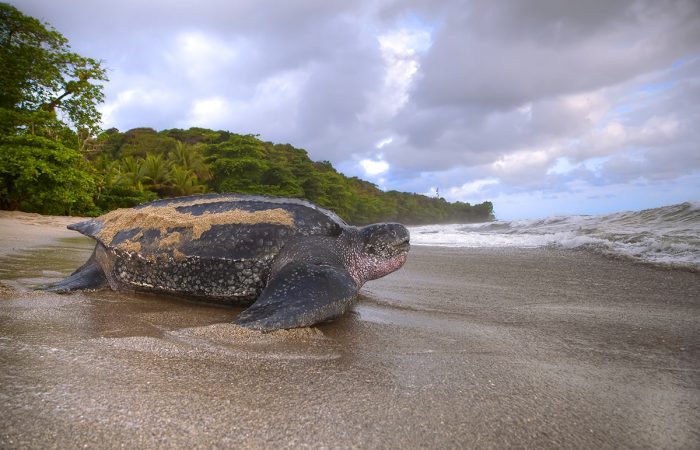 Leatherback Turtle Watching in Trinidad