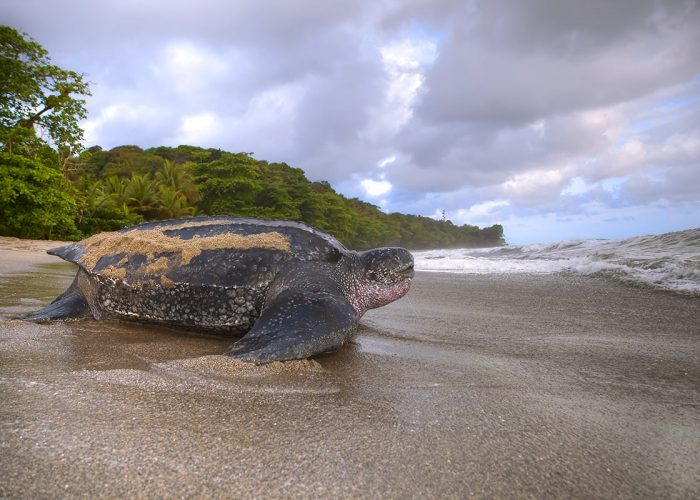 Leatherback Turtle Watching in Trinidad Leatherback Turtle Watching in Trinidad
