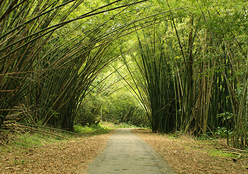 Bamboo Cathedral in Chaguaramas in Western Trinidad