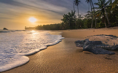 Leatherback Turtle at Blanchisseuse in Trinidad