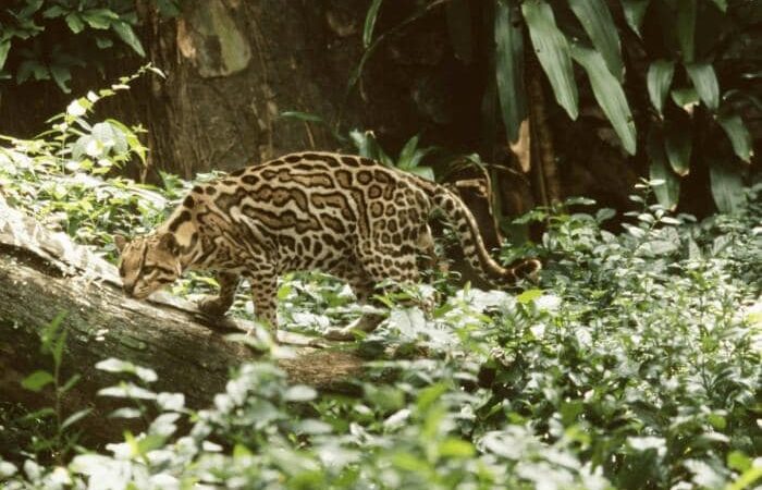 Ocelot-min-700x500 Ocelot-min-700x500