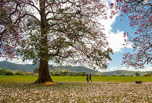 Visit Queen's Park Savannah in Port of Spain Trinidad