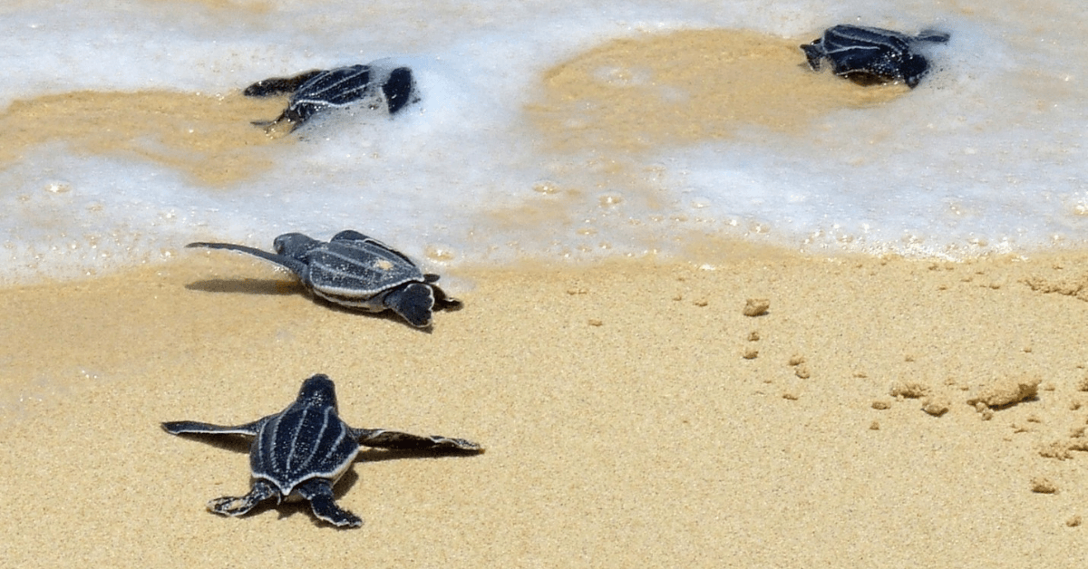 Sea Turtle Conservation in Trinidad Visit Trinidad