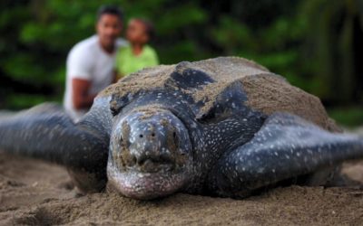 Leatherback Turtle in Trinidad - Ecotourism in Trinidad