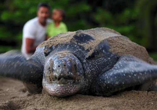 Leatherback Turtle in Trinidad - Ecotourism in Trinidad