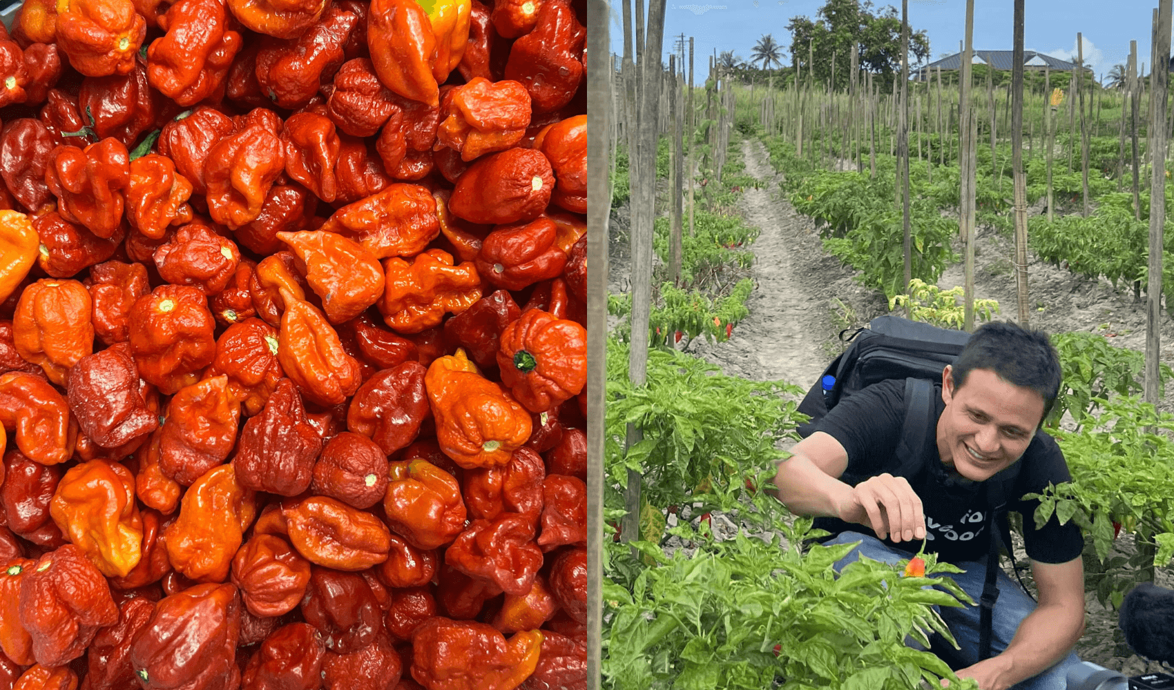 Scorpion Pepper Experience in Trinidad with Mark Wiens Visit Trinidad