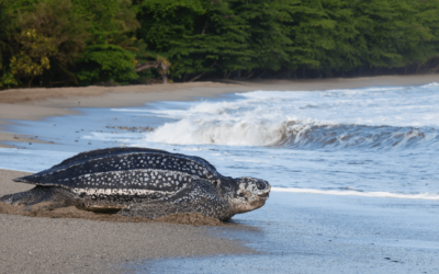 Leatherback Turtle Experience in Trinidad
