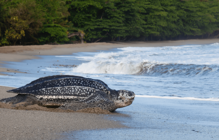 Leatherback Turtle Experience in Trinidad Leatherback Turtle Experience in Trinidad