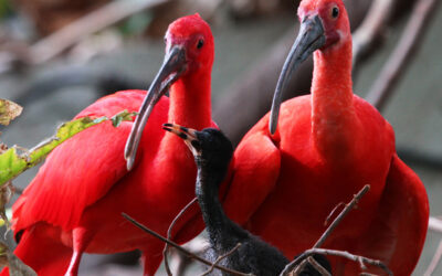 Eco-Cultural Experience - Island Experiences Trinidad Tour