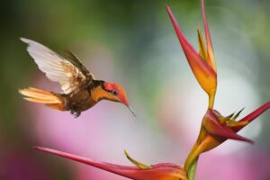 Ruby Topaz in Trinidad - Ecotourism and Birding in Trinidad