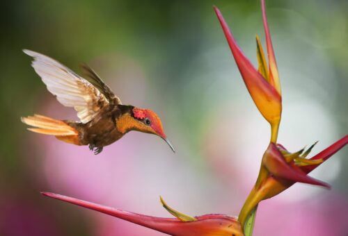 Ruby Topaz in Trinidad - Ecotourism and Birding in Trinidad