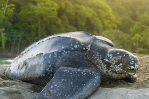 Leatherback Turtle Nesting in Trinidad - Visit Trinidad