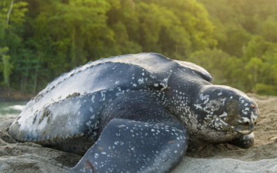 Leatherback Turtle Nesting in Trinidad - Visit Trinidad