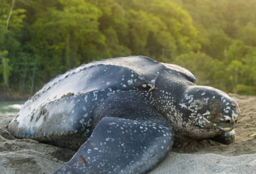 Leatherback Turtle Nesting in Trinidad - Visit Trinidad