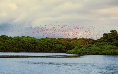 Scarlet Ibis at Caroni Bird Sanctuary in Trinidad - Visit Trinidad