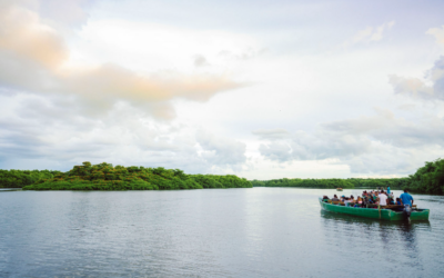 Caroni Swamp in Trinidad - Birdwatching in Trinidad
