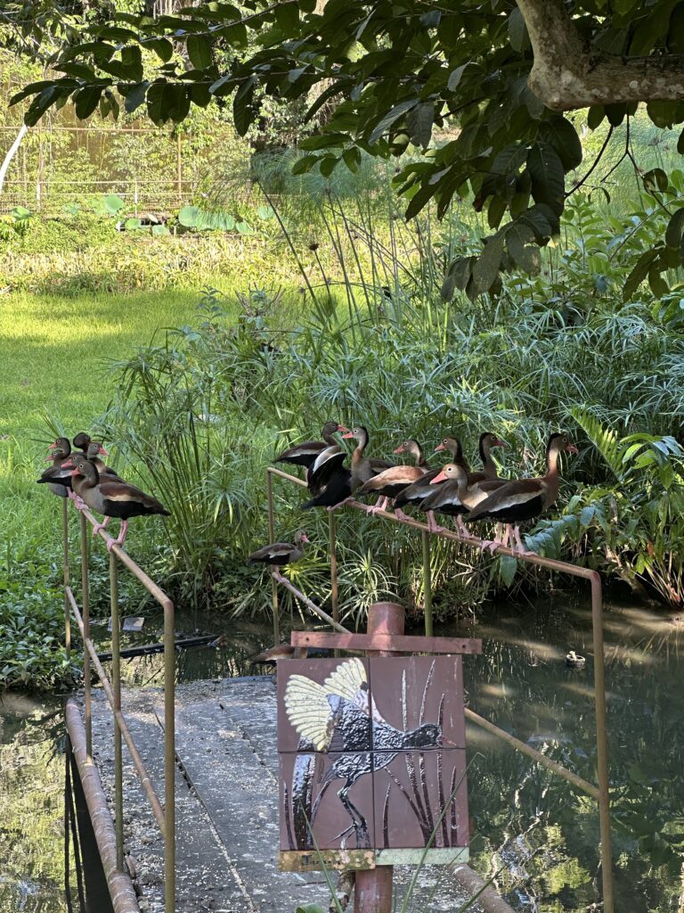 Pointe-a-Pierre Wildfowl Trust 